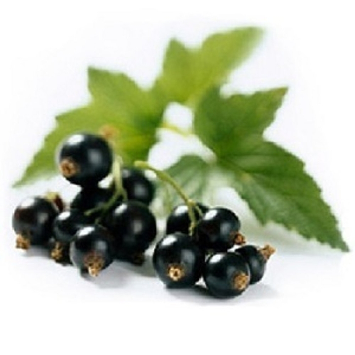 Смородина на белом фоне