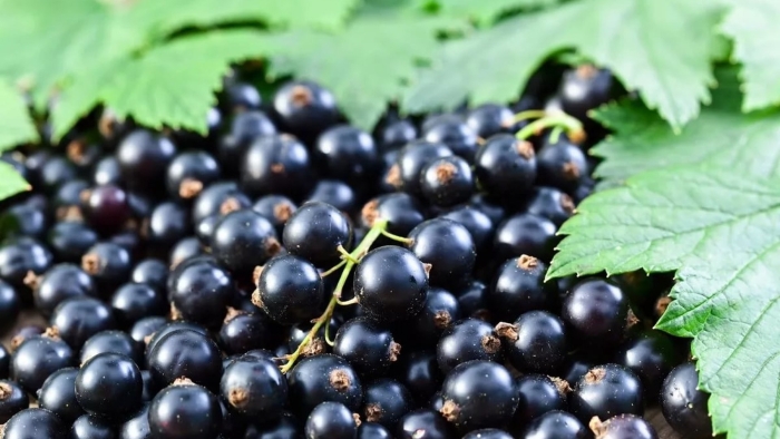 Смородина черная добрыня