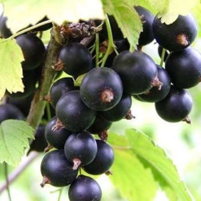 Смородина черная тамерлан