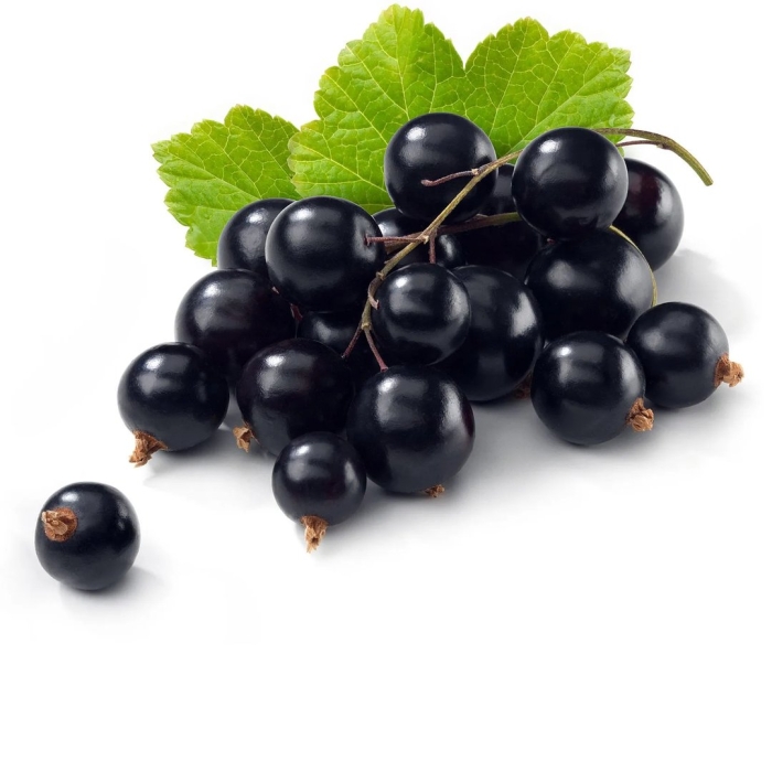 Бургундская смородина черная