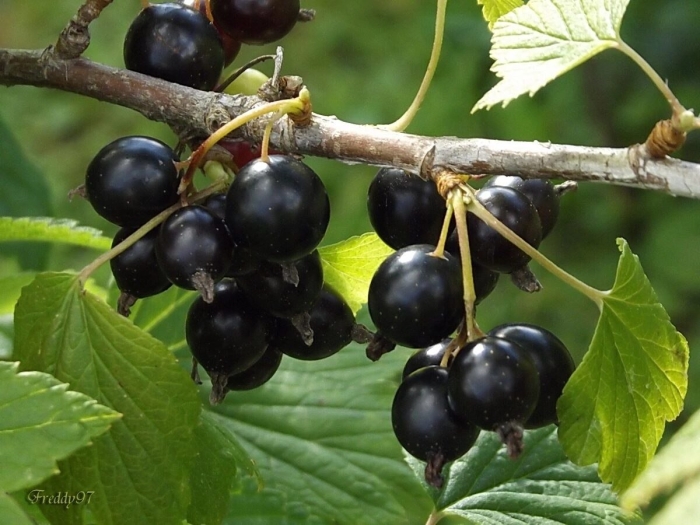 Смородина изюмная