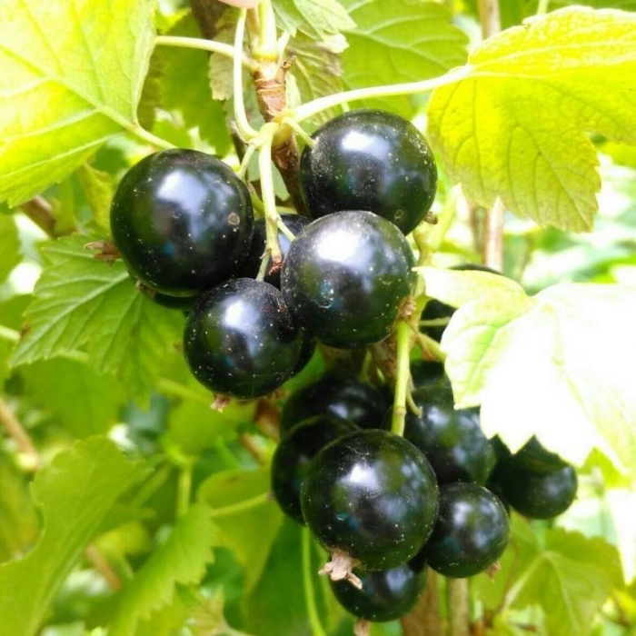 Смородина черноокая черная