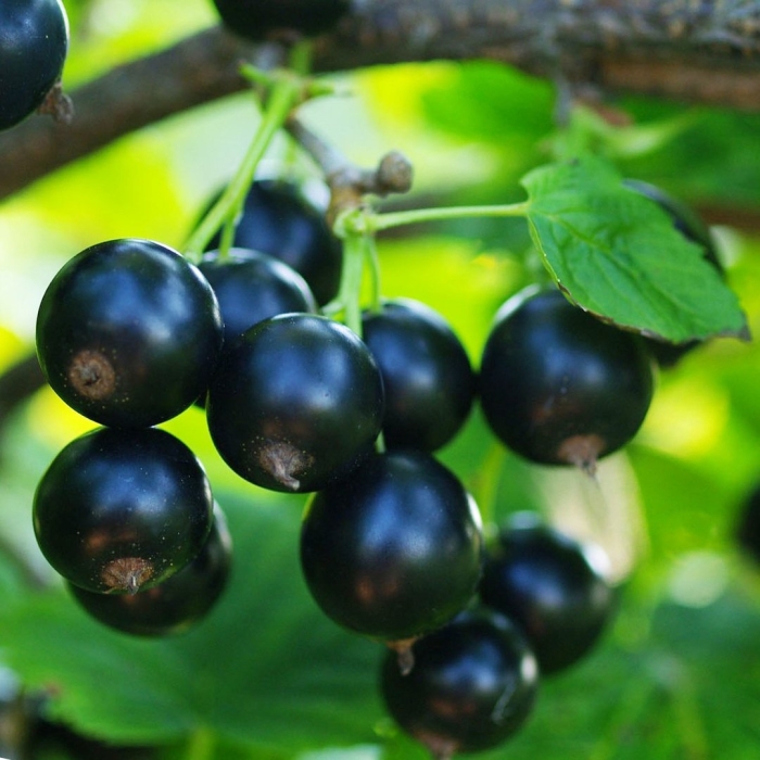 Смородина черная ладушка