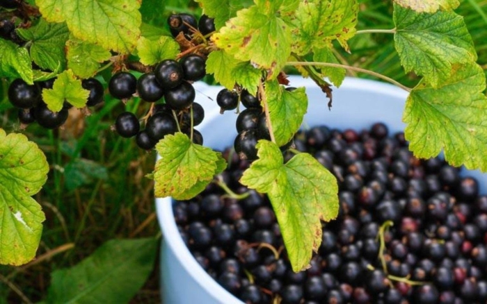 Черная смородина минусинская