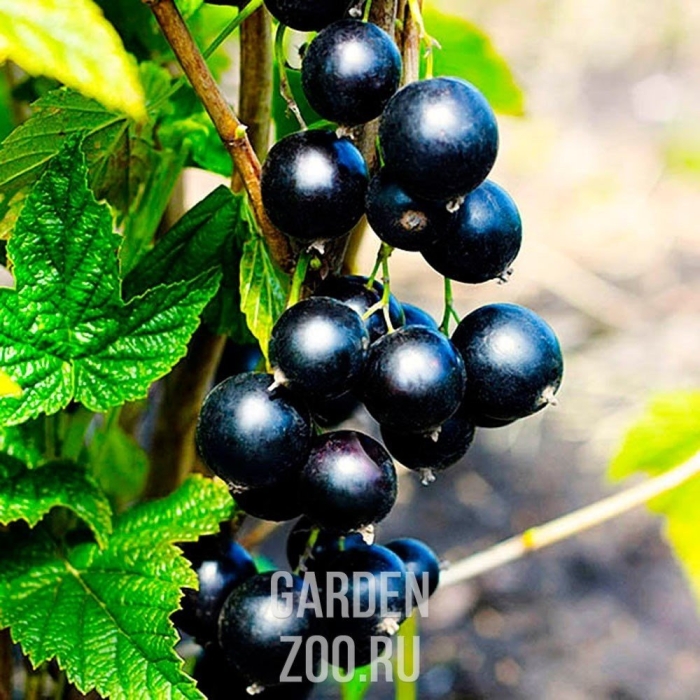 Смородина ядреная