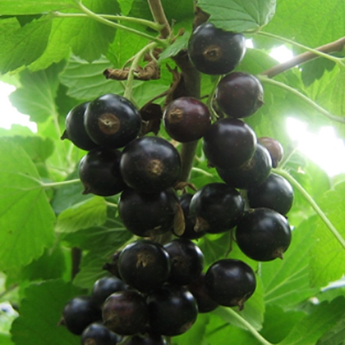 Смородина черная – ribes nigrum