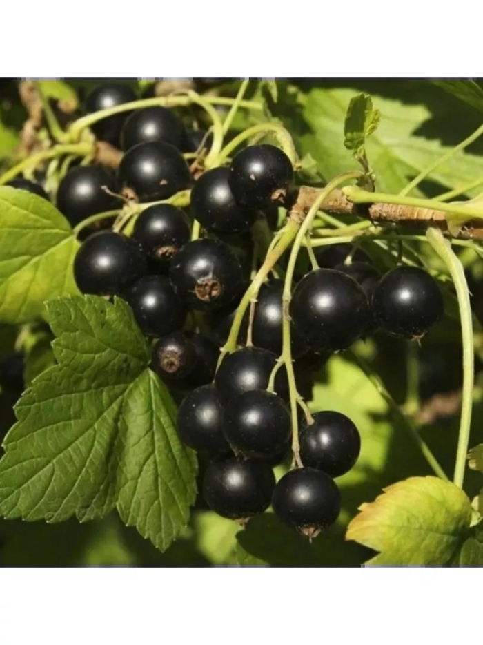 Смородина черная титания