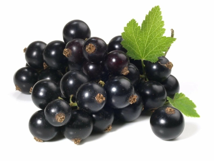 Черная смородина на белом фоне