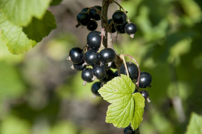 Смородино крыжовниковый гибрид йошта