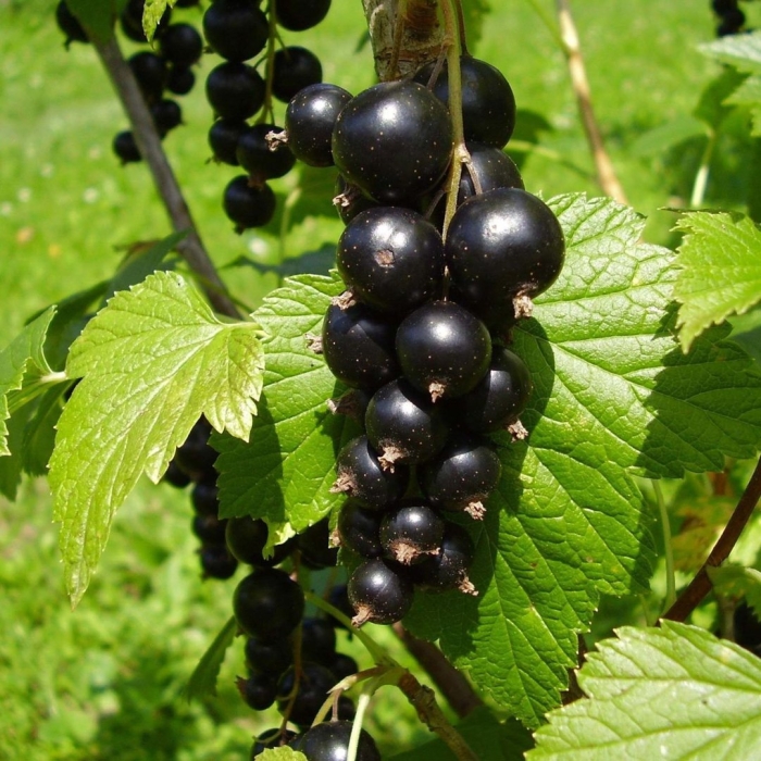 Смородина черная - ribes nigrum l.