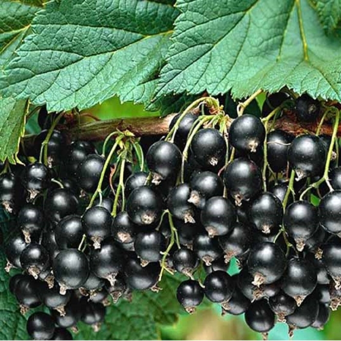 Смородина черная ядреная