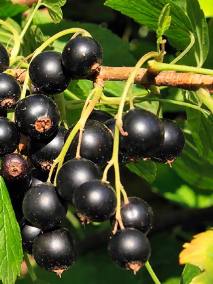 Смородина черная