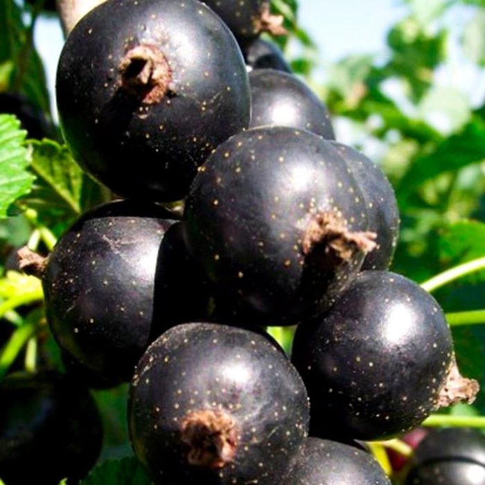 Смородина черная тамерлан куст