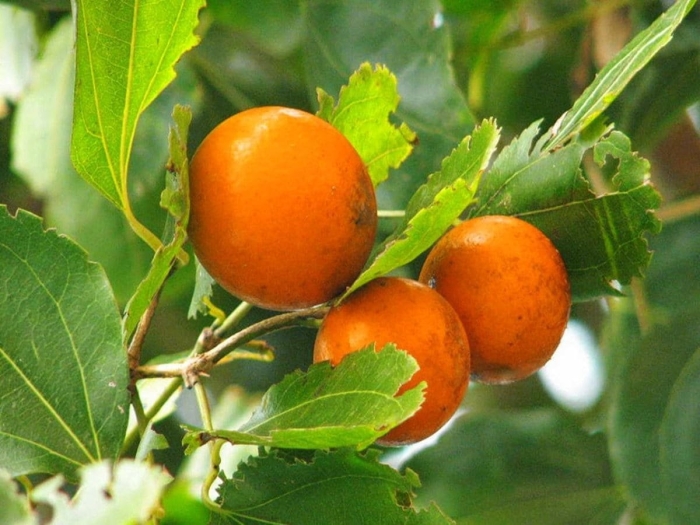 Чилибуха нукс вомика