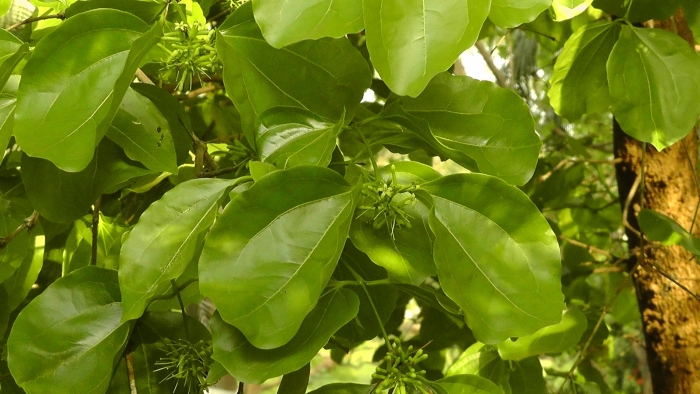 Strychnos nux vomica