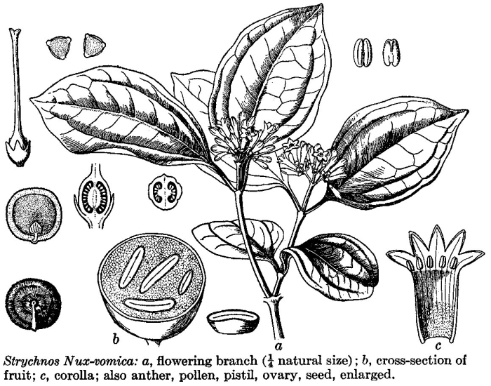 Стрихнос ядоносный