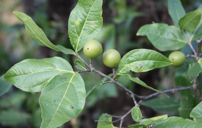 Лиана стрихнос южная америка