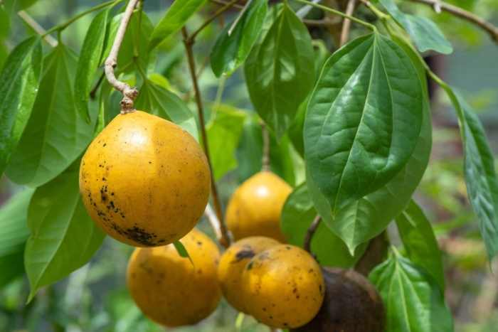 Стрихнос ядоносный дерево