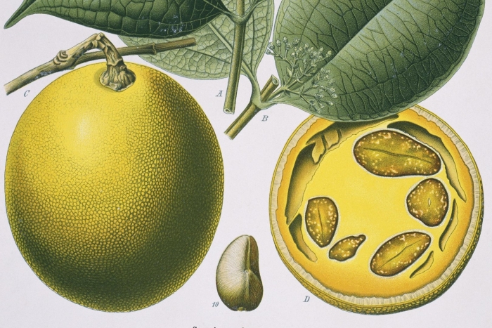 Чилибуха игнация