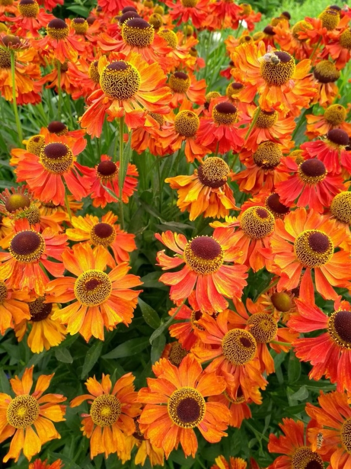 Гелениум moerheim beauty