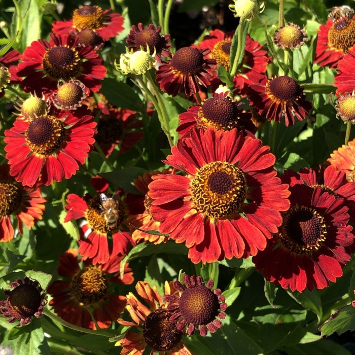 Гелениум марьячи ранчера