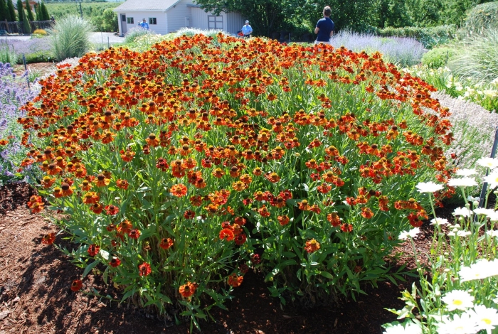 Гелениум многолетний осенний