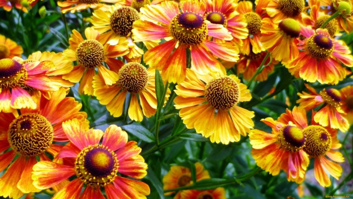 Гелениум rubinzwerg