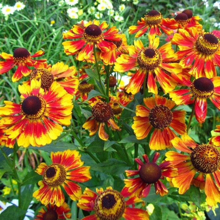 Гелениум feuersiegel