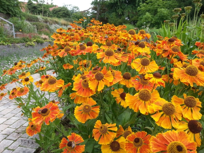 Гелениум mardi gras