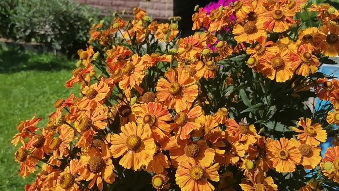 Гелениум осенняя серенада