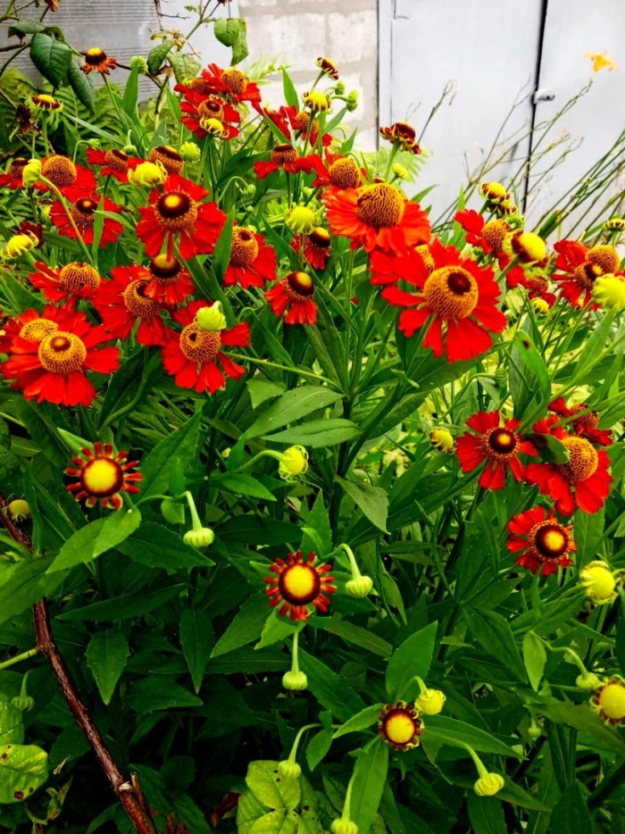 Гелениум хелена ред