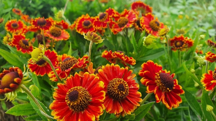 Гелениум кан-кан 'can can'