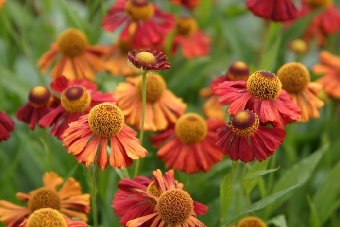 Гелениум гибридный 'moerheim beauty'