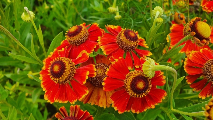 Гелениум марьячи сальса