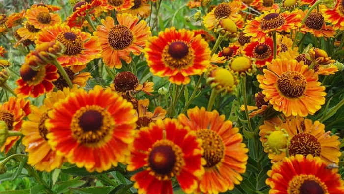 Гелениум осенний helenium autumnale