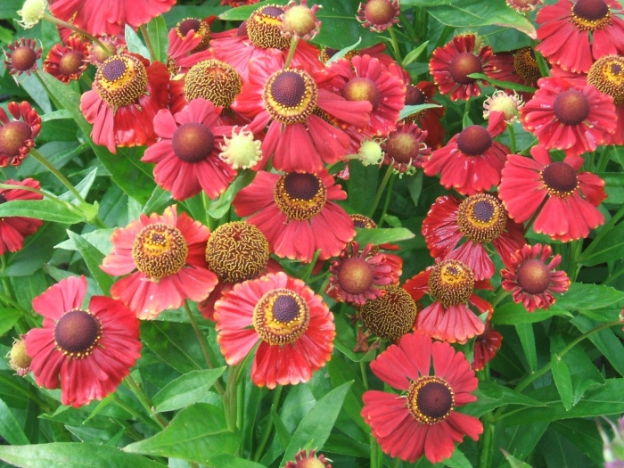 Гелениум rubinzwerg