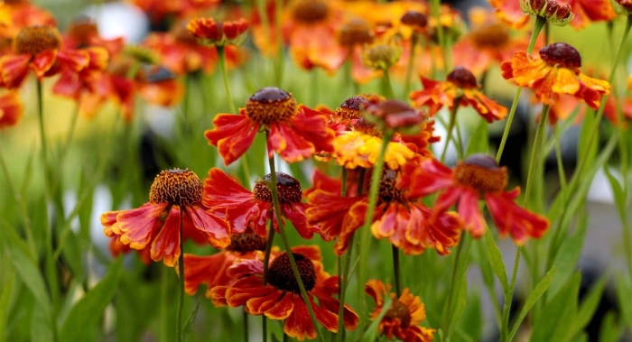 Гелениум moerheim beauty