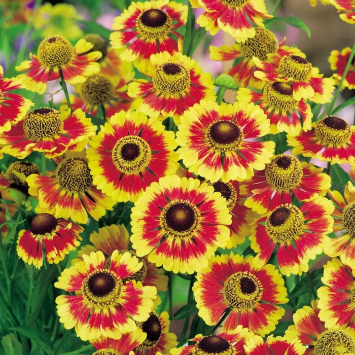 Гелениум bandera