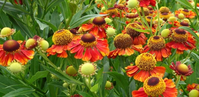 Гелениум гибридный 'moerheim beauty'