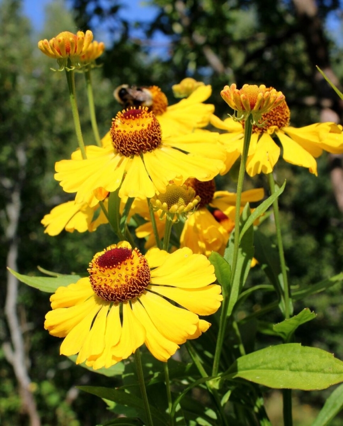 Гелениум гибридный 'kanaria'