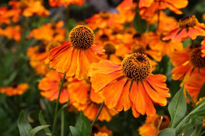 Гелениум kanaria