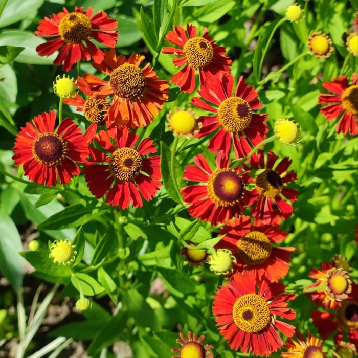 Гелениум rubinzwerg