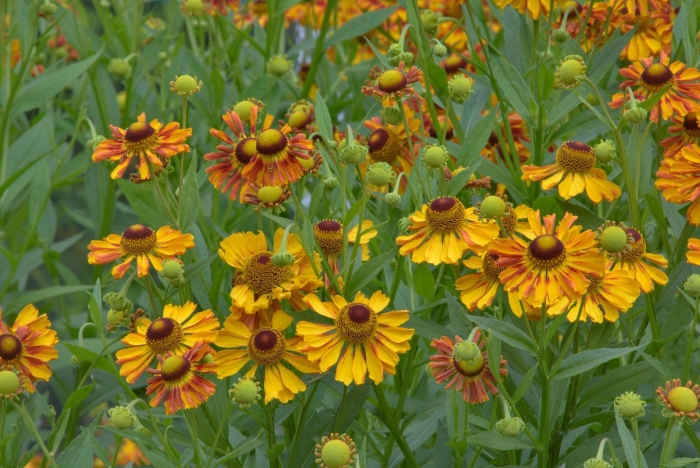 Гелениум цветок многолетник