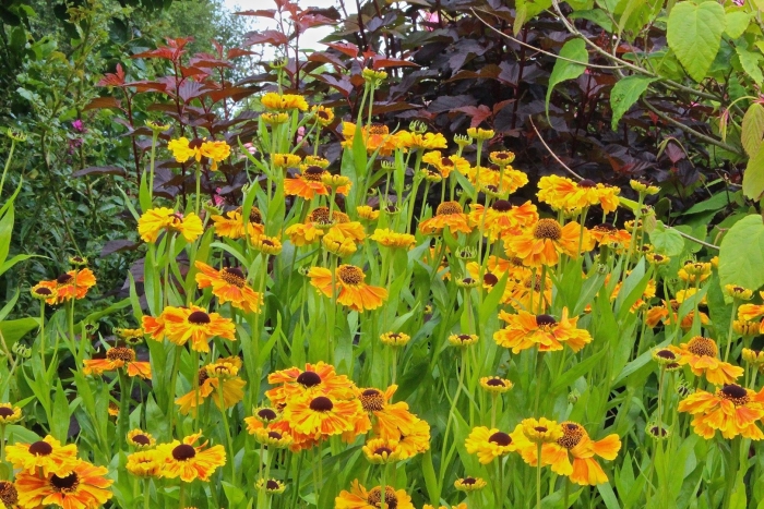 Гелениум loysder wieck