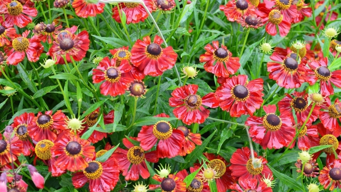 Гелениум гибридный 'hot lava'