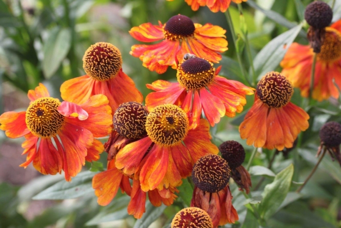 Гелениум гибридный рубинцверг