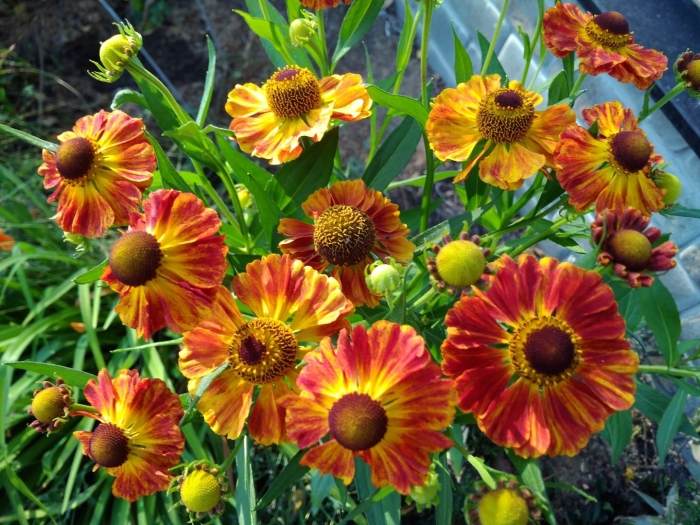 Гелениум санрайз многолетний