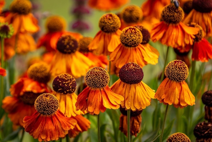 Helenium autumnale