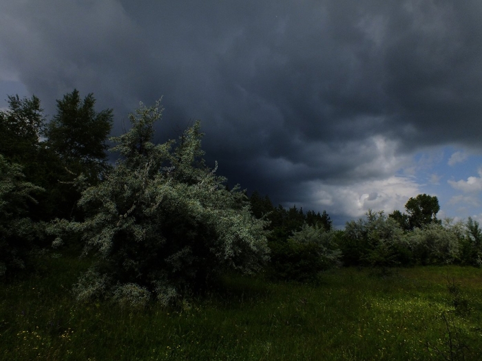 Лес перед грозой