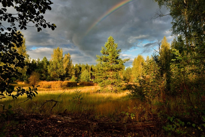 Природа после дождя